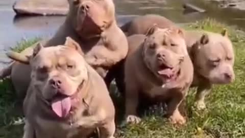 Popular Dogs #dog #tiktok #short #pitbull dogs short video