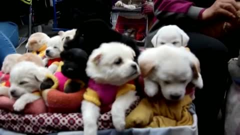 This is How They Sell Puppies In Chinese Market