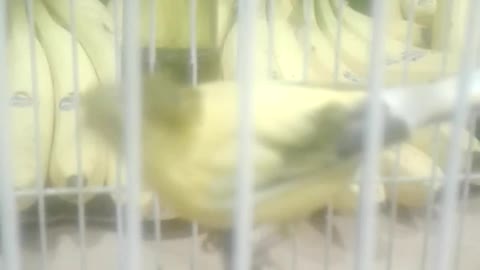 beautiful #bird beside bananas..watch the reaction❗