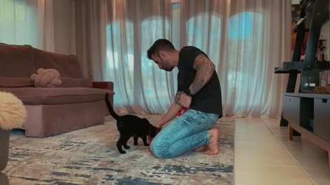 how to train my cat >>>https://bit.ly/3JQmWNQ