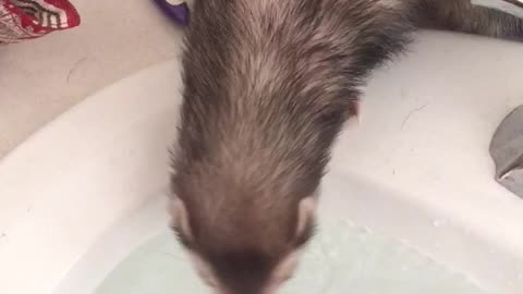 Ferret drinks from sink