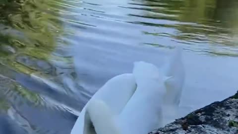 A family of swans is swimming in the lake,It seems so harmonious