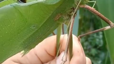 Long horned Grasshopper