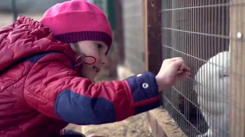 Child feeds white rabbit grass