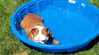 Cute Bulldog cools off on a hot summer day