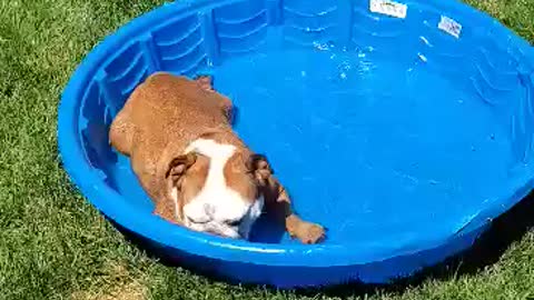 Cute Bulldog cools off on a hot summer day