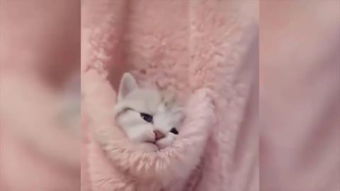 Cutest Cat Ever Playing Peekaboo Funny Video - Funny Animals