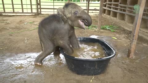 Baby Elephant Chaba First Time In The BathTub - ElephantNews