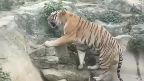 Tiger vs passanger bus