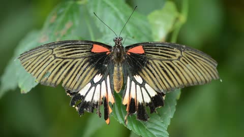 The most beautiful colors on the butterfly اروع الوان على الفراشة