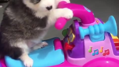 Cute baby animals Videos Compilation cutest moment of the animals