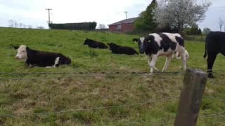 Friendly cow,Bush, Northern Ireland