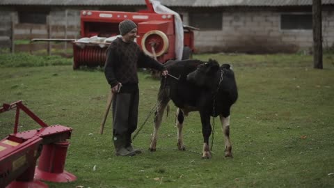 Man with a cow calf on a chain. Touching a bull and laughs