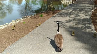 Baby Geese running around