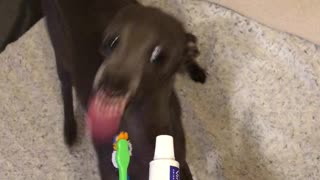 Doggo Excited for Tooth Brushing Time