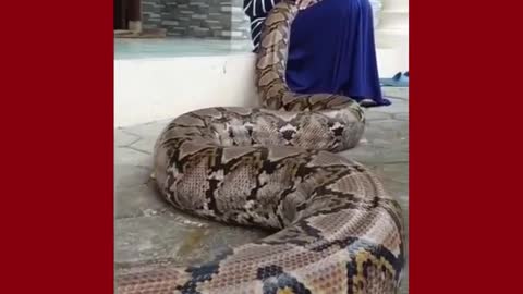 Girl keep anaconda as pet