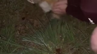 Dudes Rescue Kitty from Jar of Mayo