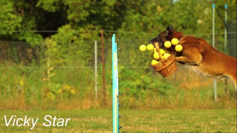 Dog Balls Basket Border Collie Jumping Pleasure