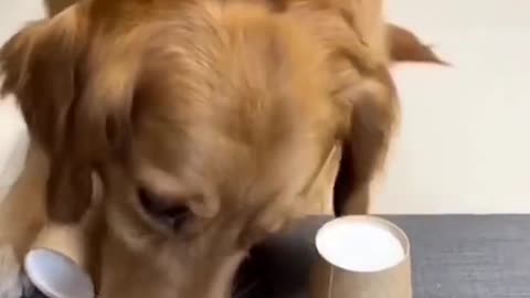 cute funny dog prank