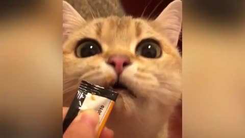 funny greedy cat