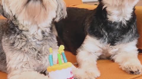 Cute Dogs sitting on sofa