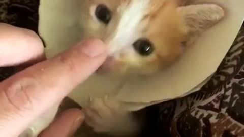Kitten Biting my Finger