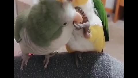 2 sweet birds in love