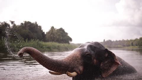 Large elephant herd drinks out of safari and swimming in a pool