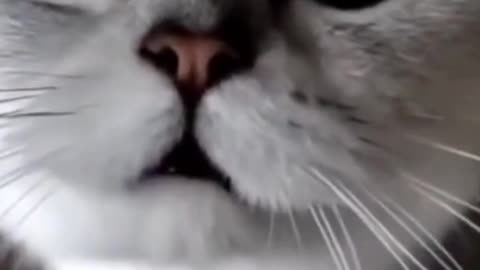 Cute Little Cat Needs Attention (Funny)