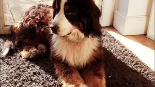 Cute Bernese Mountain Dog talking to his owner