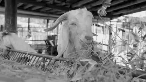 Goats eating grasas 🥰🥰