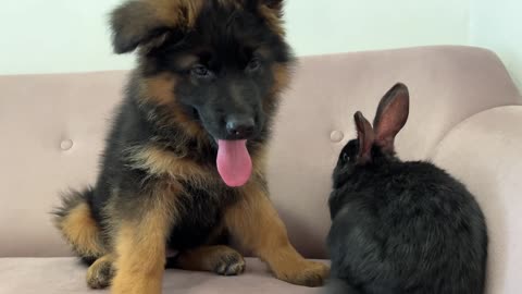 German Shepherd Puppy Meets Rabbit for the First Time