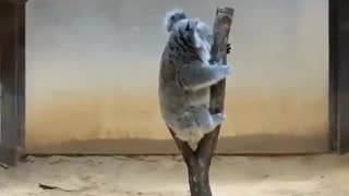 HOW KOALAS ARE WEIGHED