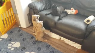 Bulldog Pups Play with Pug