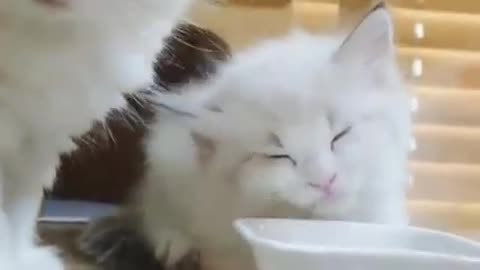 cat eating food