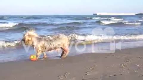 Dog barking, asking to play, at the beach with ball