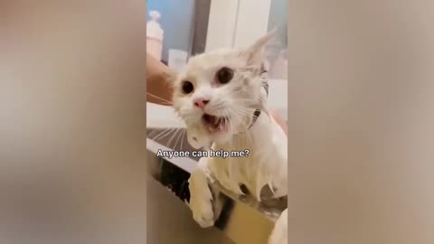 Funny animal videos | Cute animal videos | Funny dog&cat videos | funny video #2