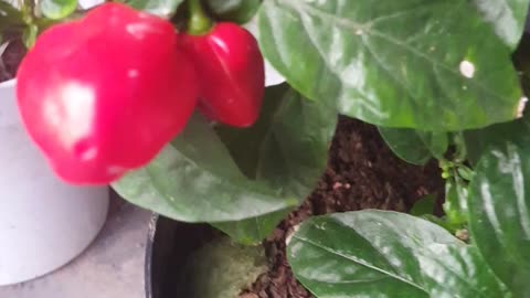 MY PAPRIKA IN MY POT