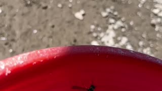 Wasp Gathering Water.