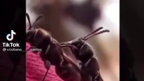 Bees love seen viral video