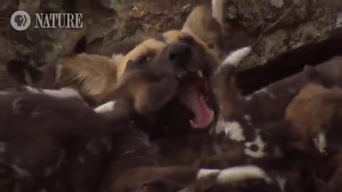 African Wild Dog Mom Needs a Break from Pups_Cut.mp4
