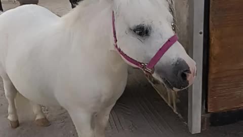 Rare Breed Pony Horse