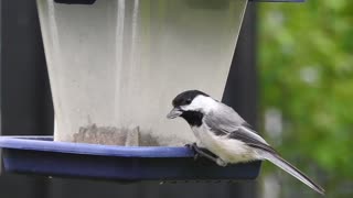 chickadee with slo mo