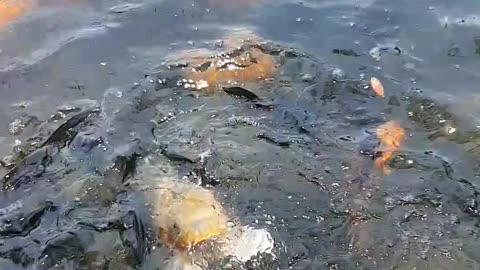 Fish asks for food