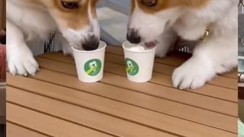 Hahahah, StarbucksDoggy