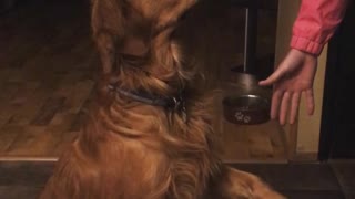 Dog Puts In The Least Amount Of Effort For Treat