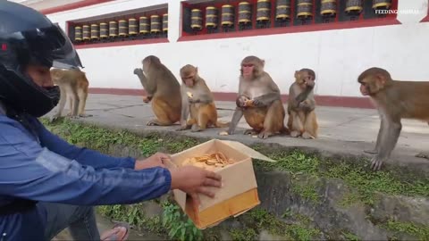 How polite and discipline monkey are sharing one box biscuits to eat