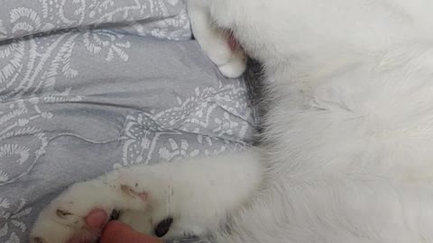 Secretly touching the bottom of a cat's foot