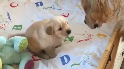 Mother dog takes care of her three babies