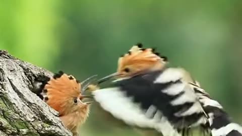 Woodpecker Birds Feeding Their Babies #shorts #viral #shortsvideo #video